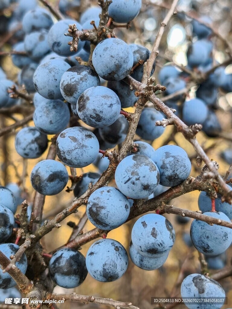 蓝果 树枝 果实 自然 景致 
