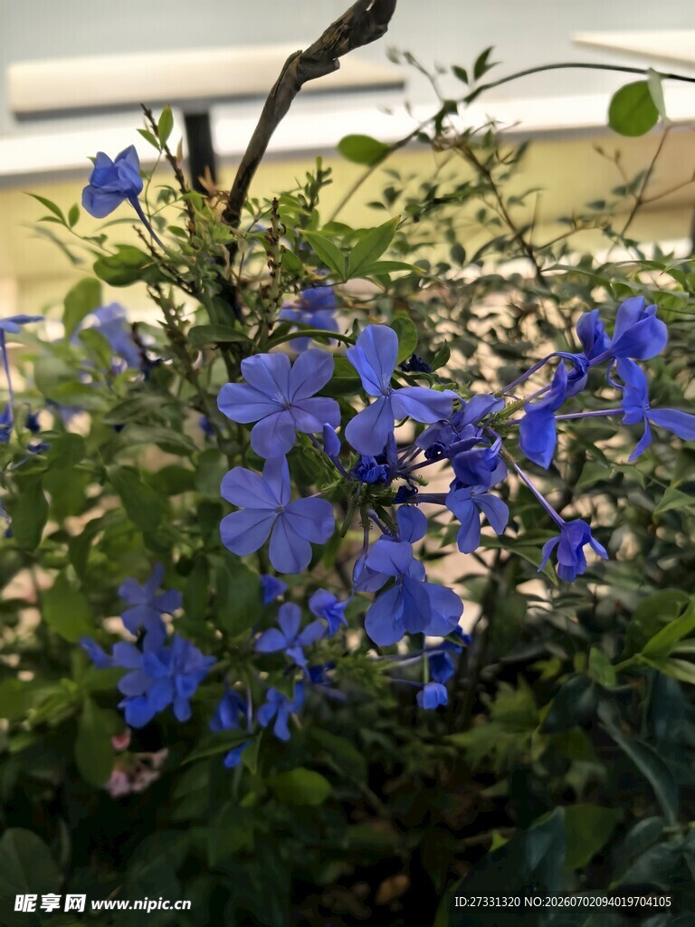 蓝花绿植绽放的美丽瞬间