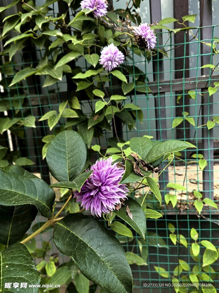 栅栏旁绽放的紫色花卉