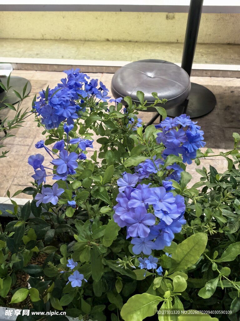 蓝绣球花绽放于窗台