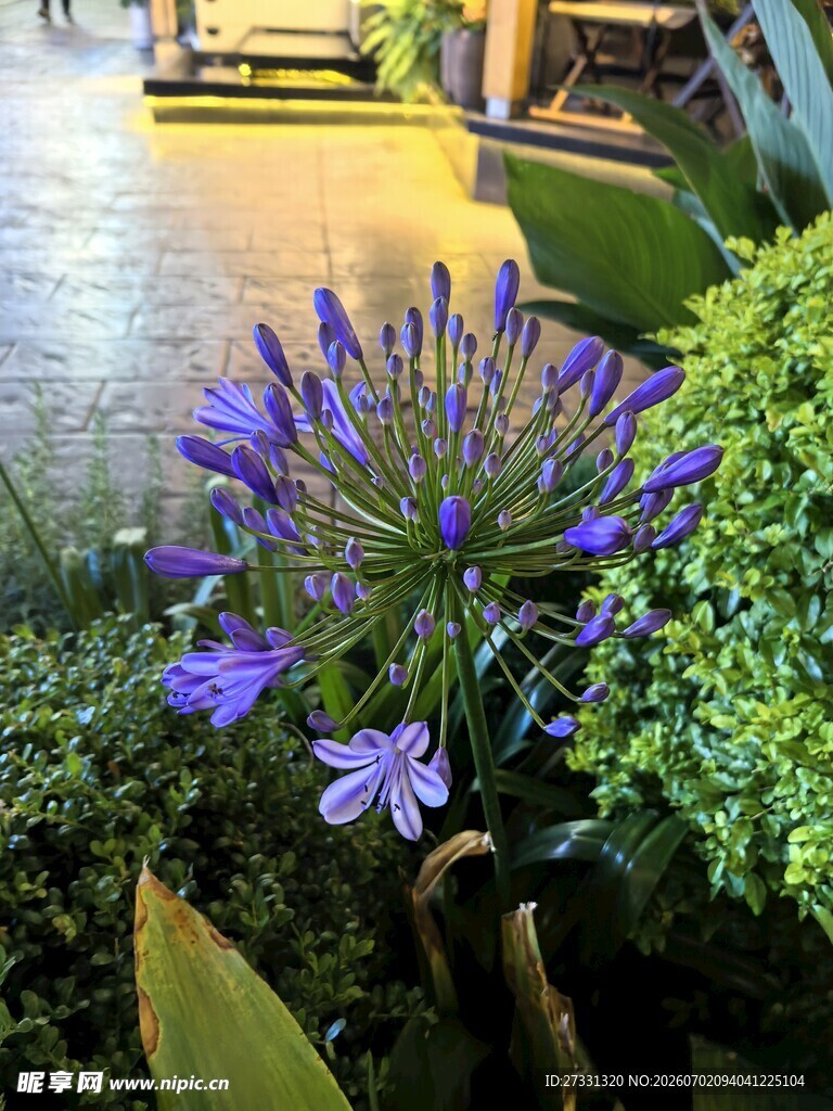 花园中绽放的紫色花朵