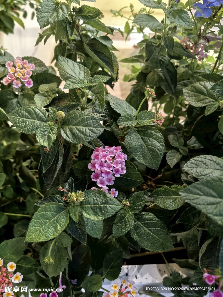 绿叶丛中的娇艳绣球花