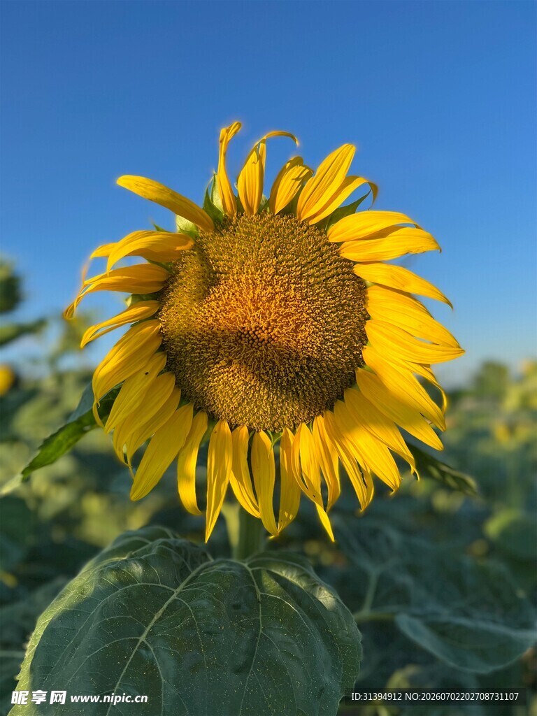 阳光下的灿烂向日葵