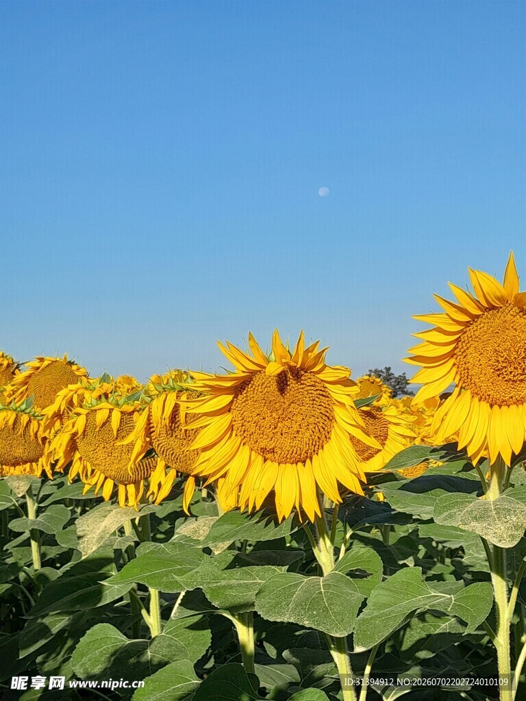 向日葵花海蓝天中的明艳