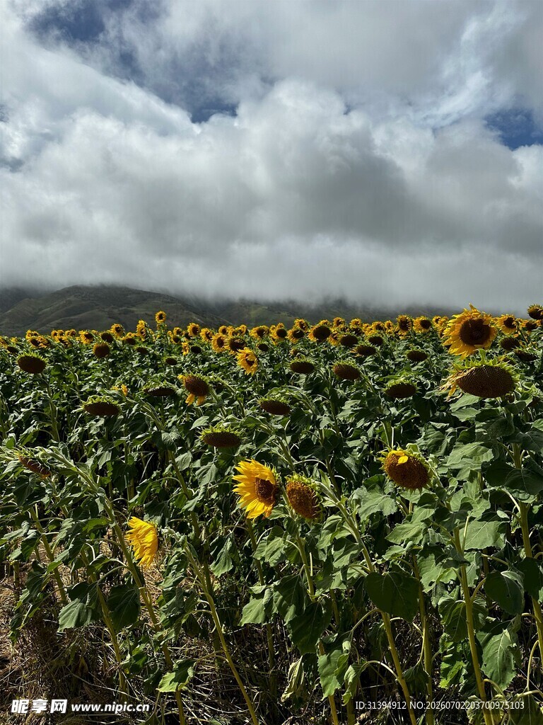 向日葵花田蓝天白云美景