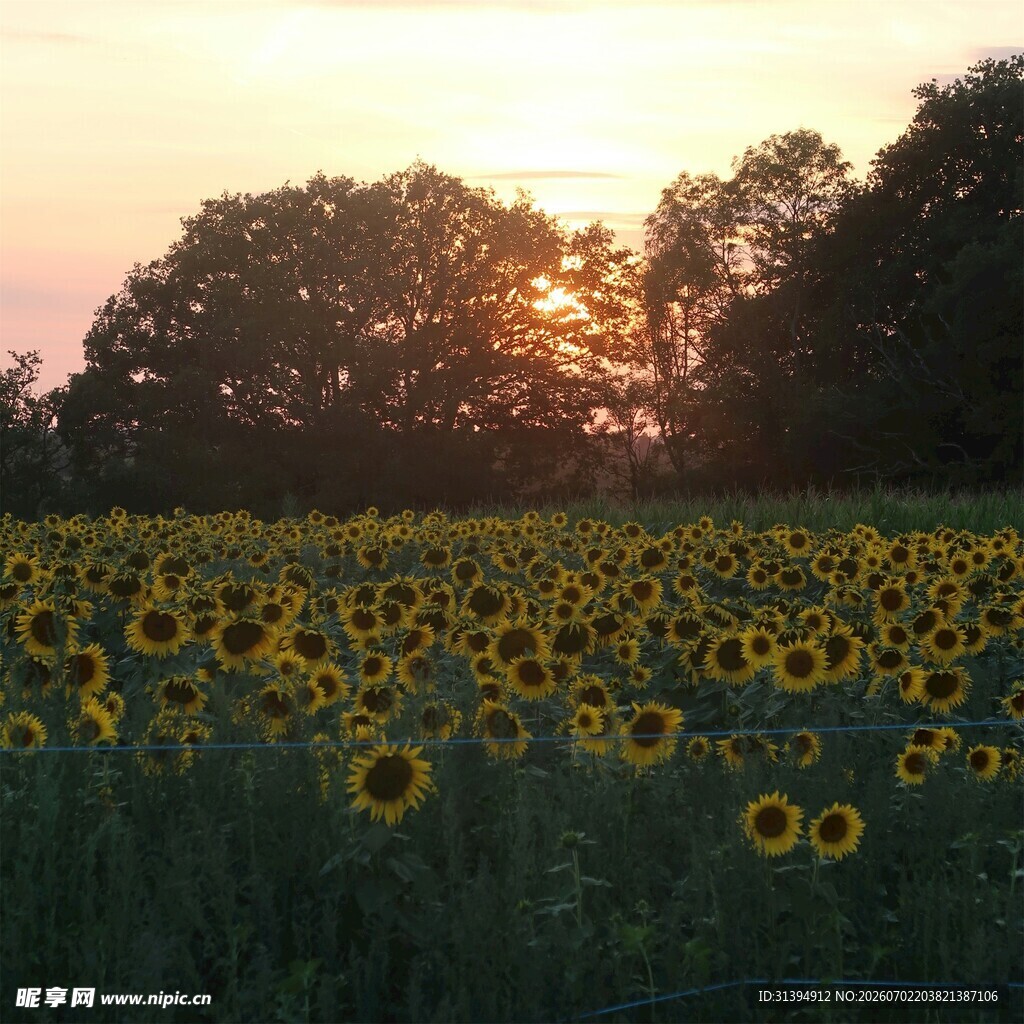 夕阳下的向日葵花海
