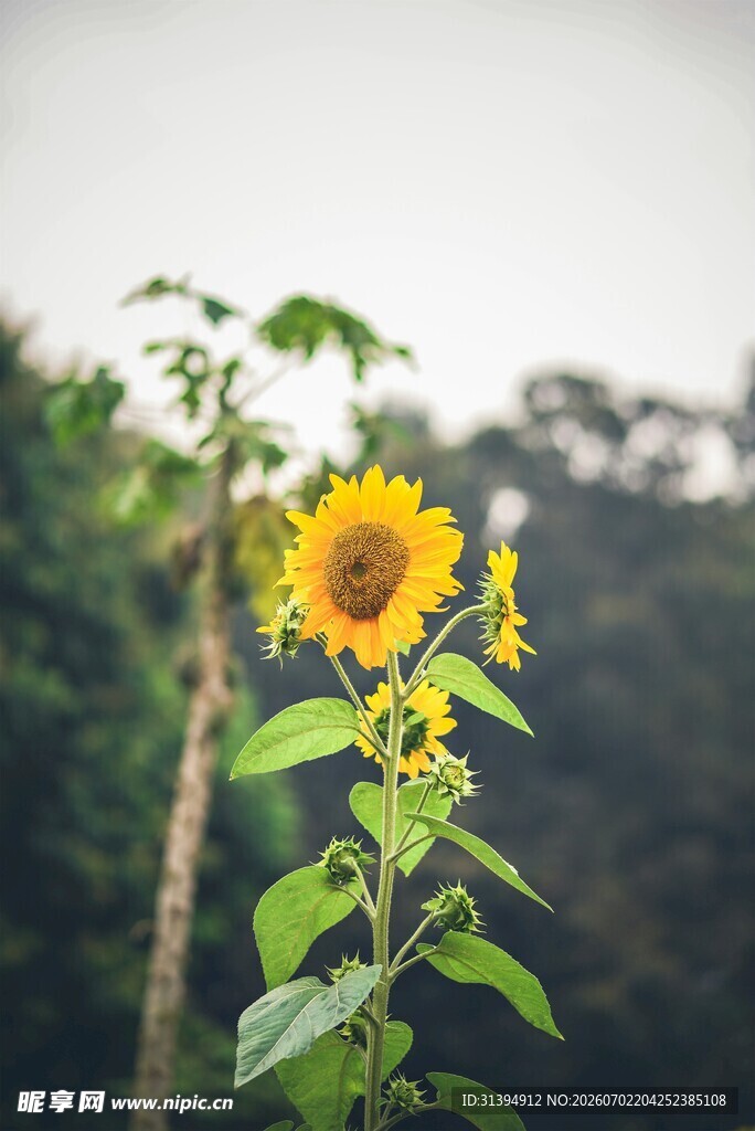 阳光下的灿烂向日葵