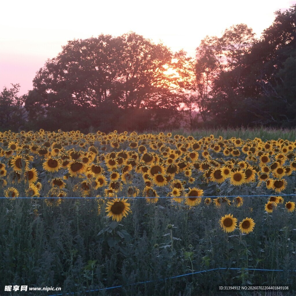 夕阳下的向日葵花海