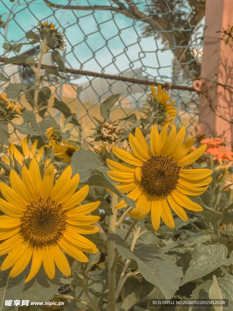 阳光下的灿烂向日葵