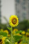 阳光下的灿烂向日葵