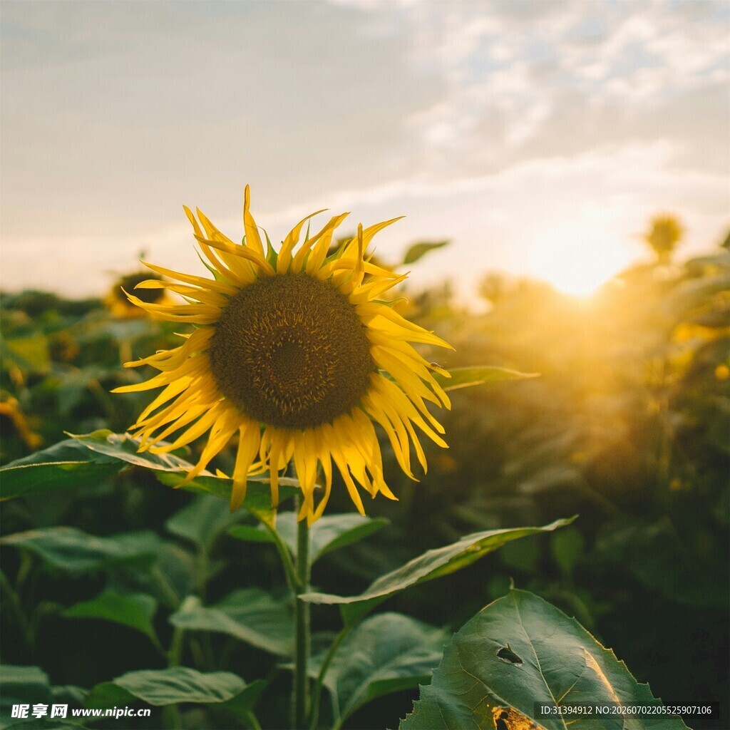 夕阳下的向日葵