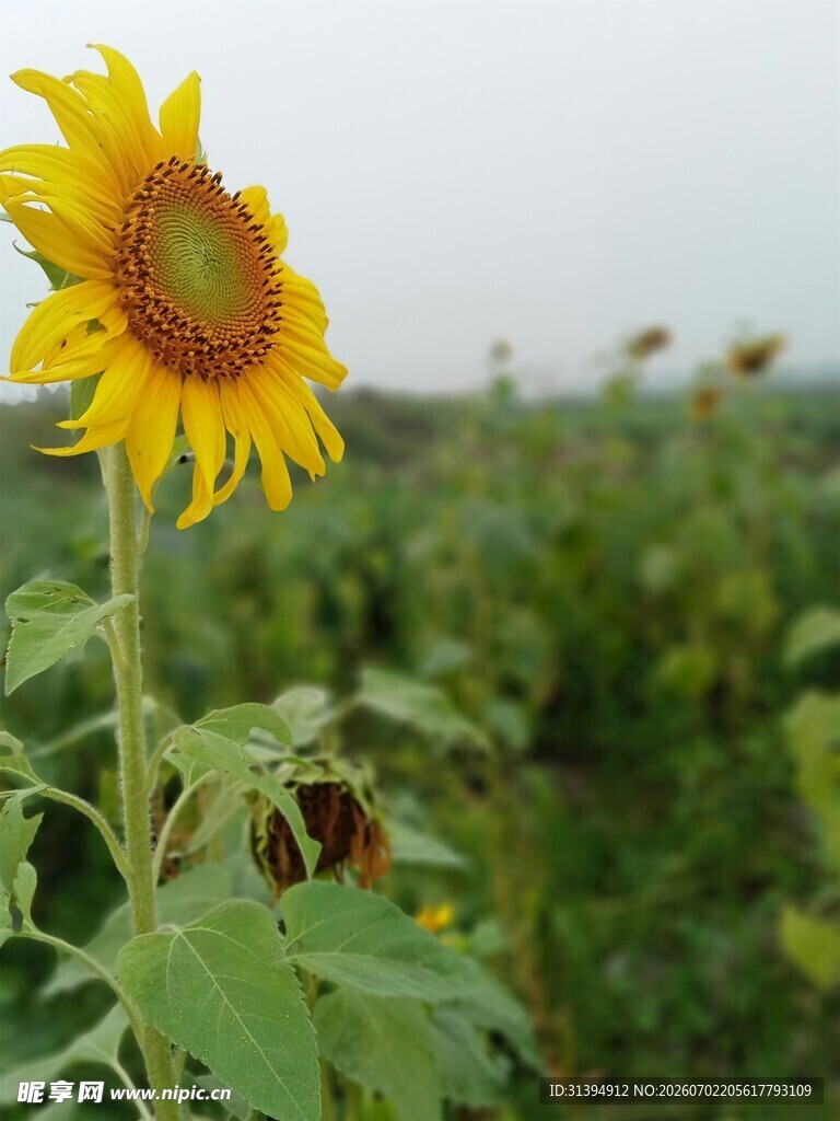 田野中的灿烂向日葵