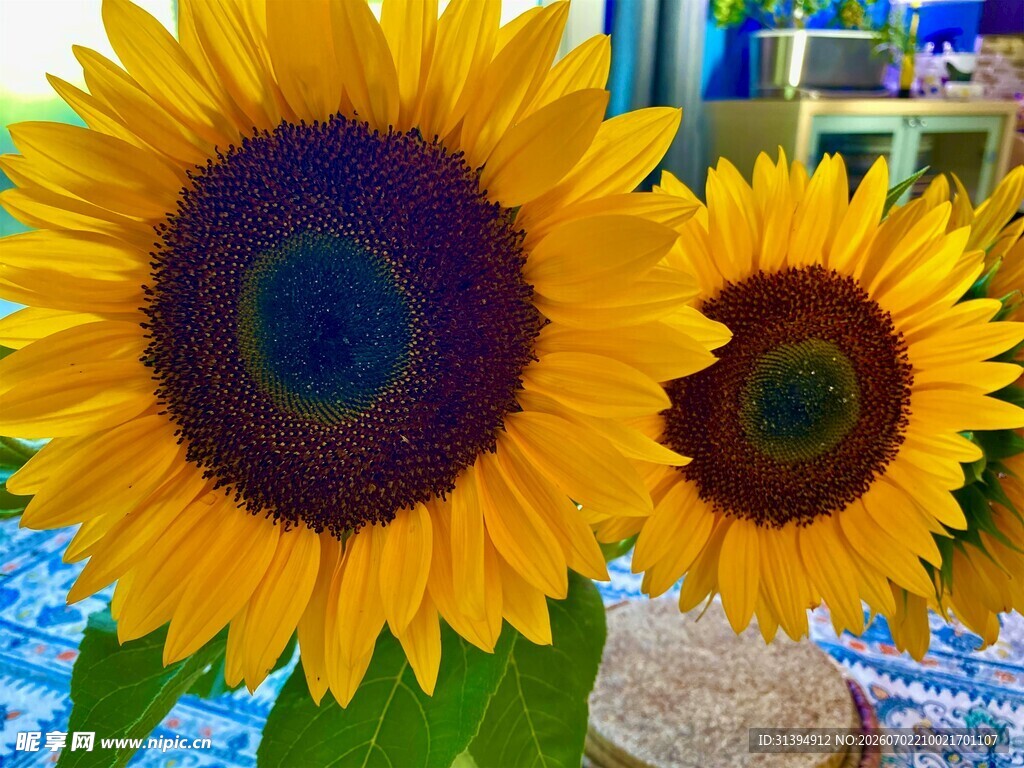 两朵鲜艳向日葵特写