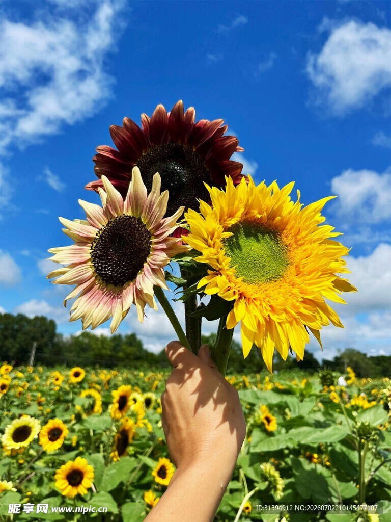 手捧向日葵于灿烂花田
