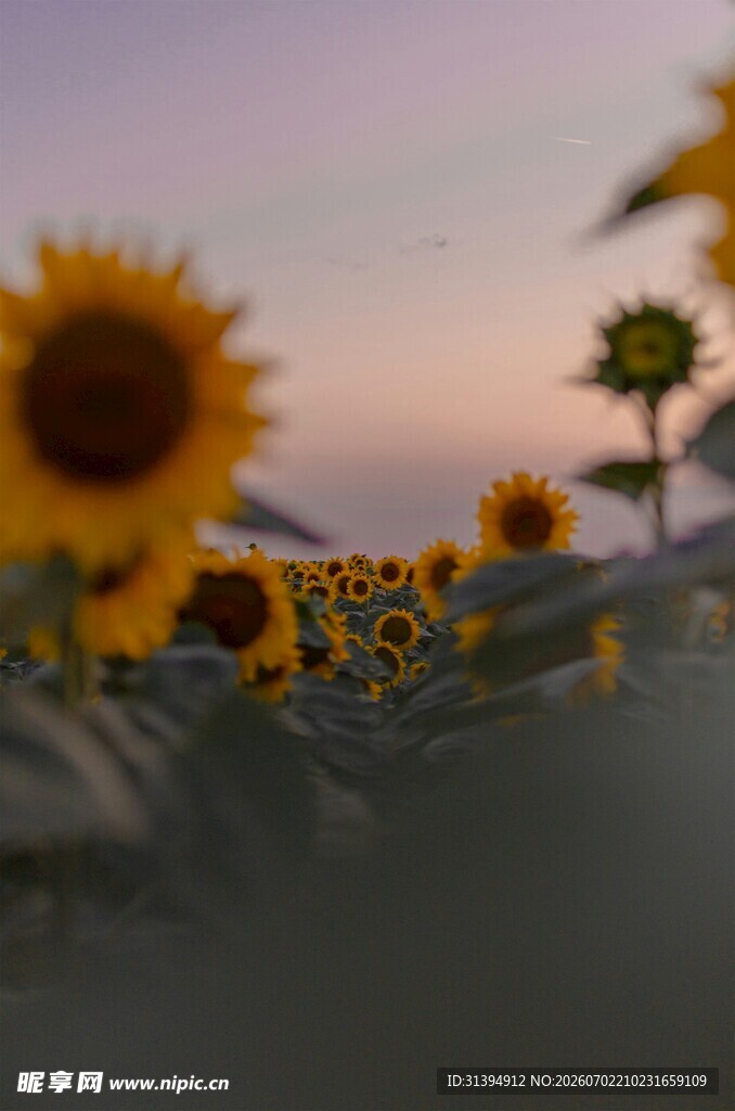 夕阳下的向日葵花海
