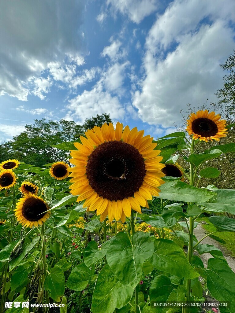 阳光下的向日葵花海