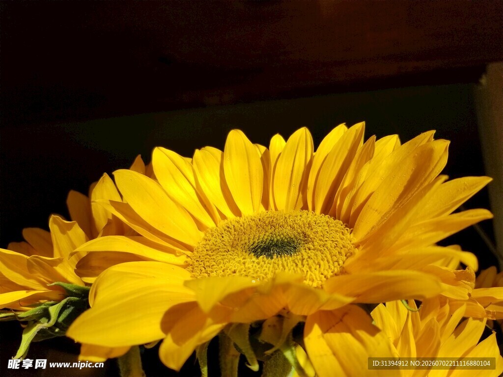 绽放的黄色非洲菊
