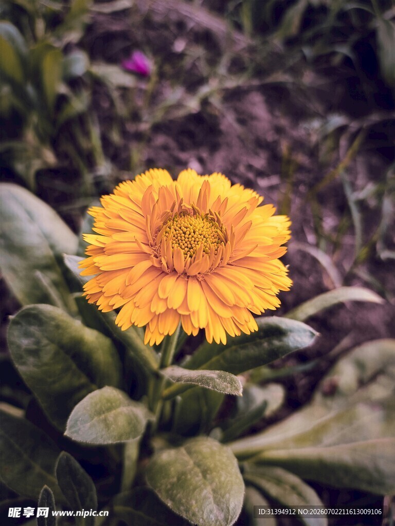 黄色花朵特写