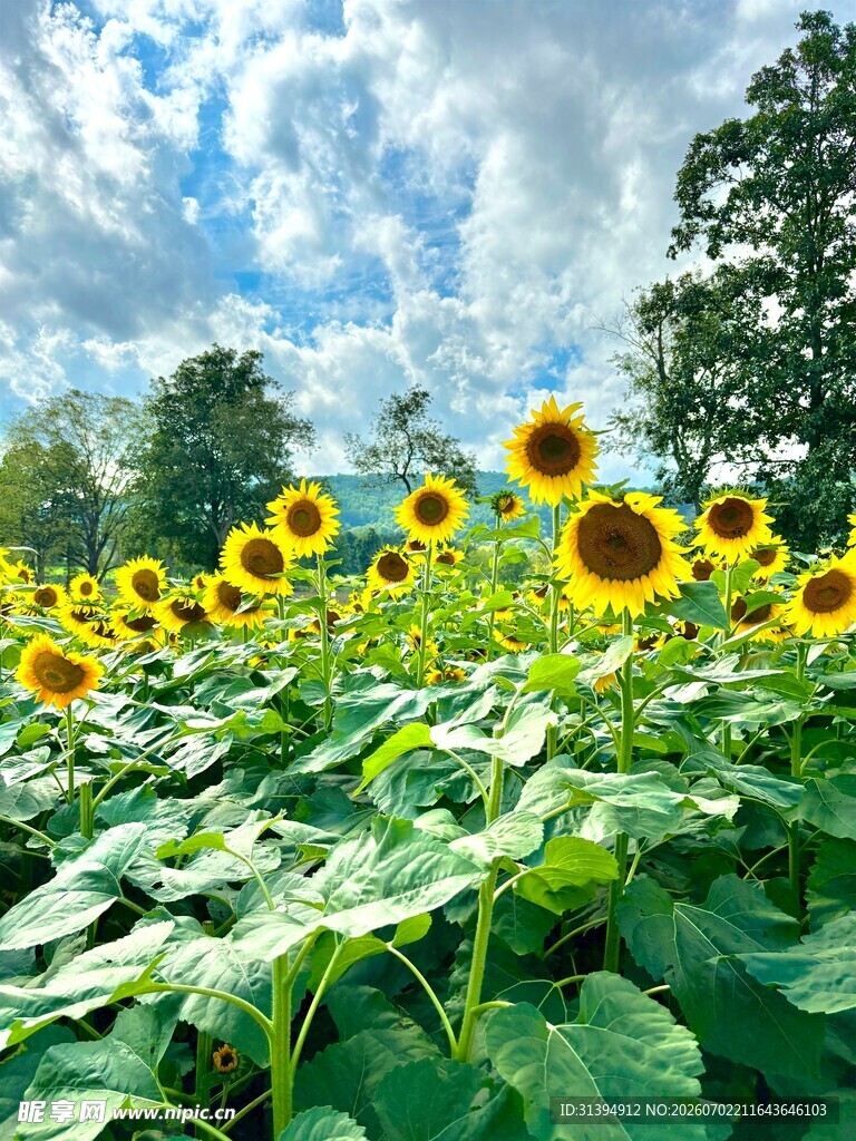 向日葵花海