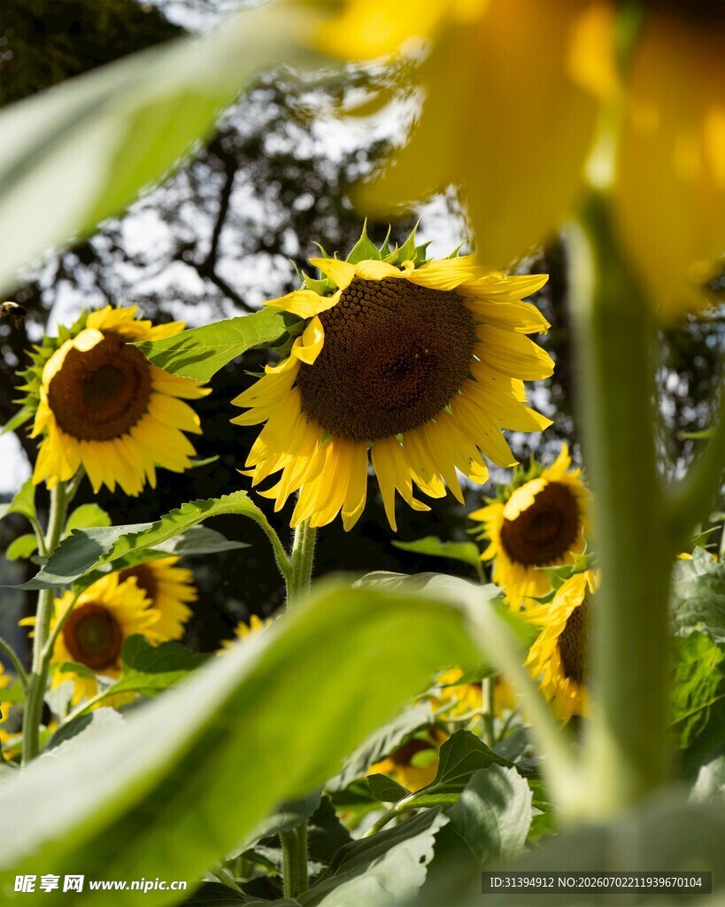 向日葵花海绽放
