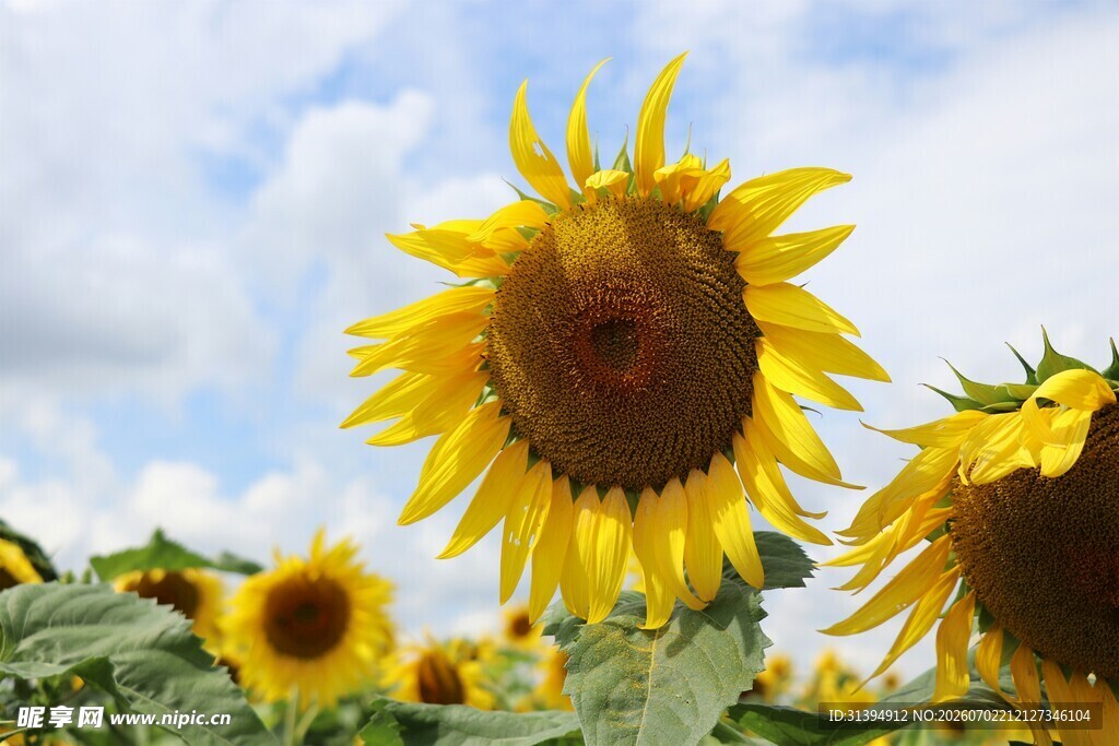 向日葵花海沐浴灿烂阳光