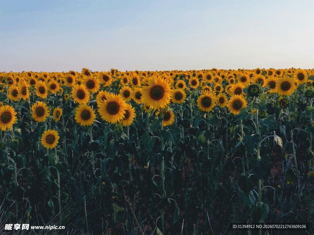 向日葵花海