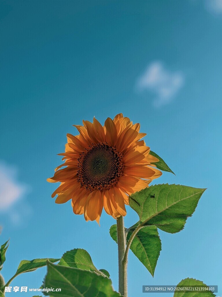 蓝天映衬下的灿烂向日葵