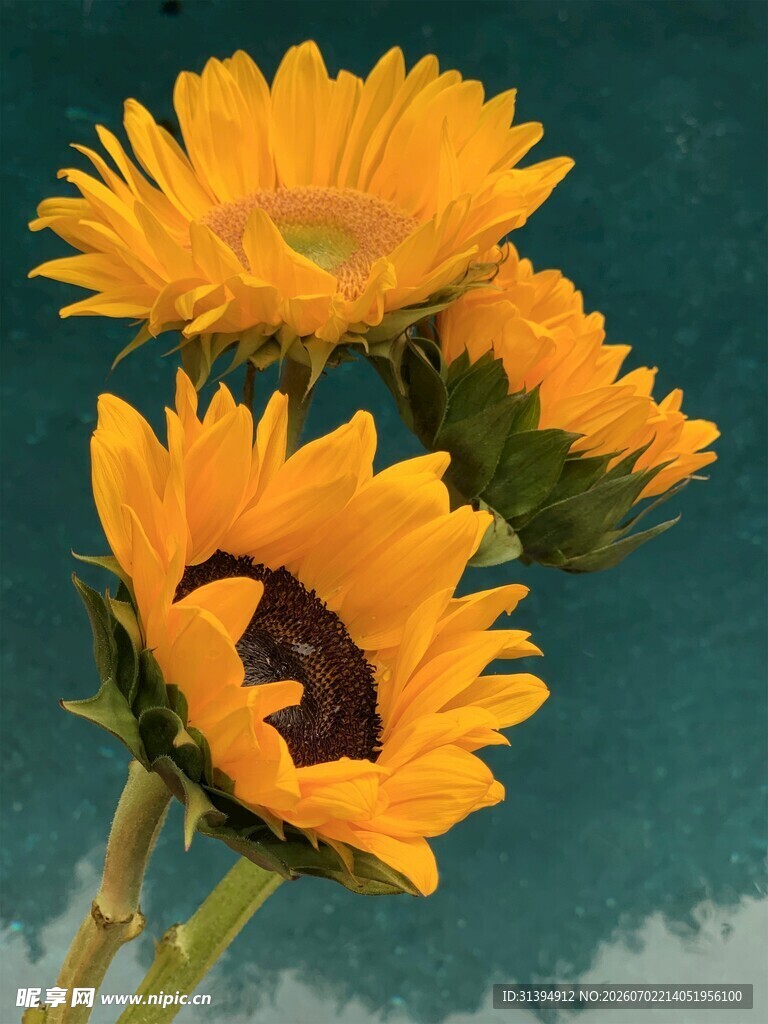 三朵向日葵绽放画面