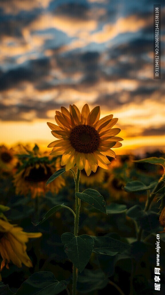 夕阳下的向日葵花田