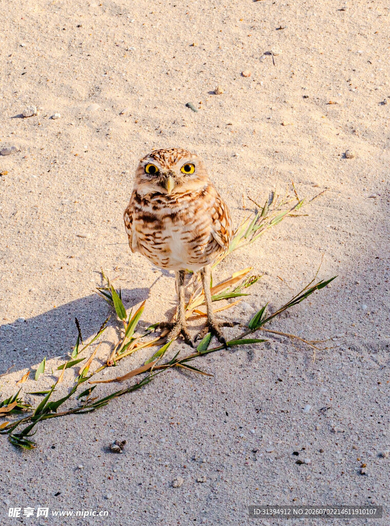 沙滩上的猫头鹰幼鸟