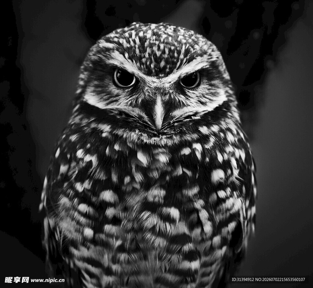 黑白猫头鹰特写
