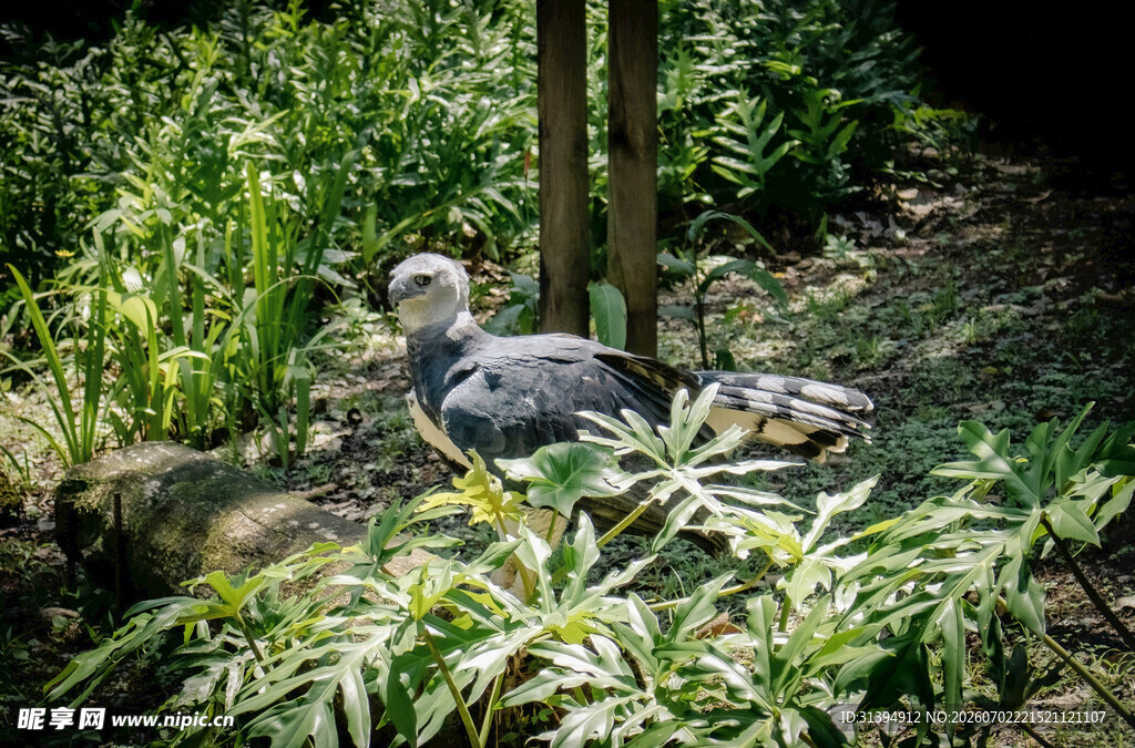 林间灰鸟栖息绿植间