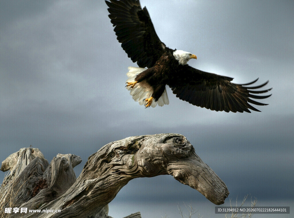 雄鹰展翅于枯木之上