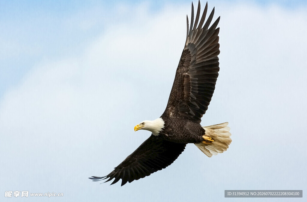 翱翔天际的白头海雕
