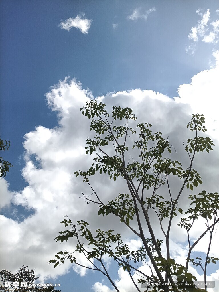 蓝天白云下的繁茂树木