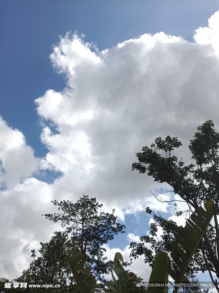 蓝天白云下的葱郁树木