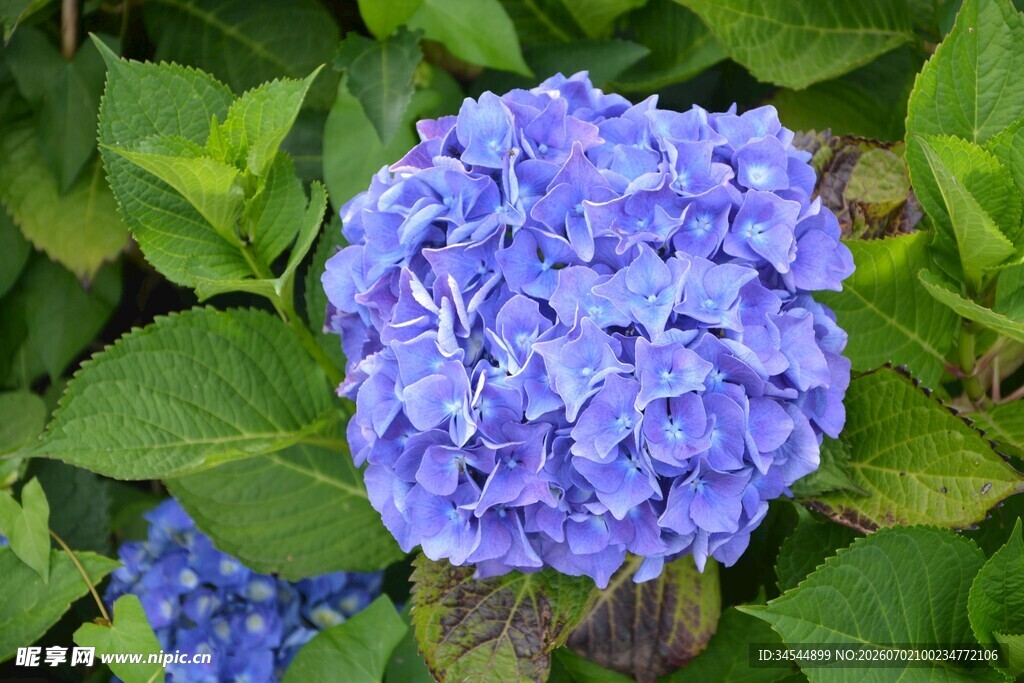 蓝绣球花绽放绿叶间