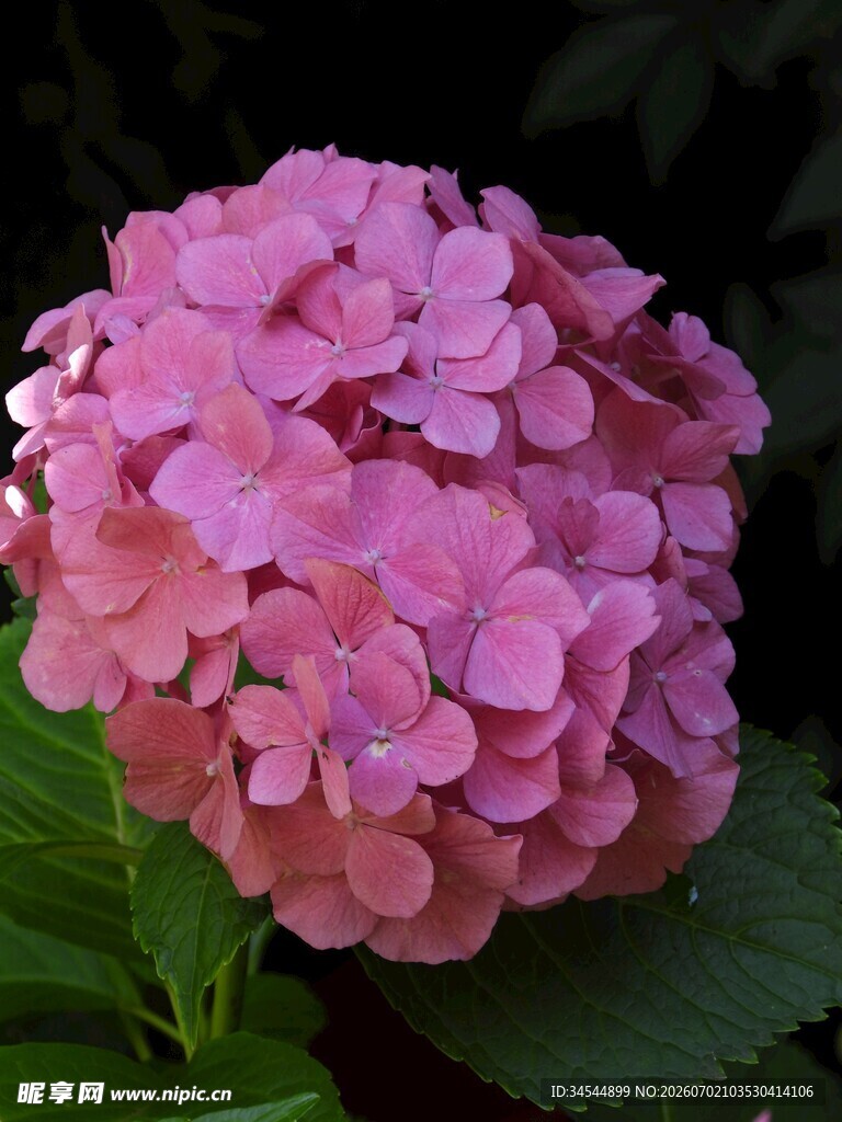 娇艳粉色绣球花