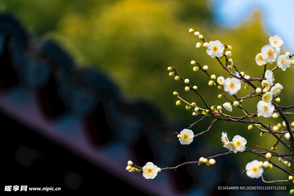枝头白花映衬古朴建筑