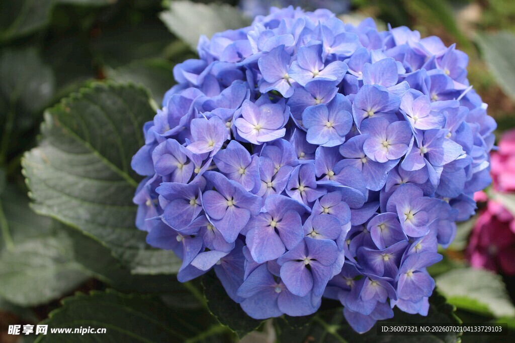 蓝色绣球花特写