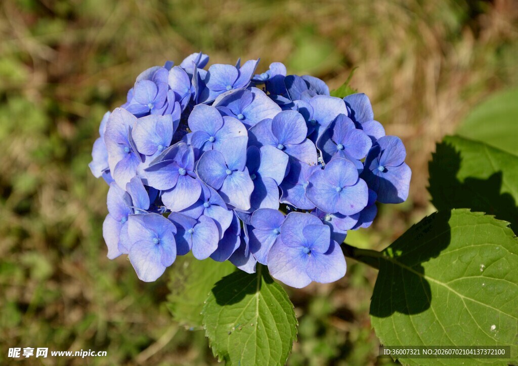 蓝色绣球花特写