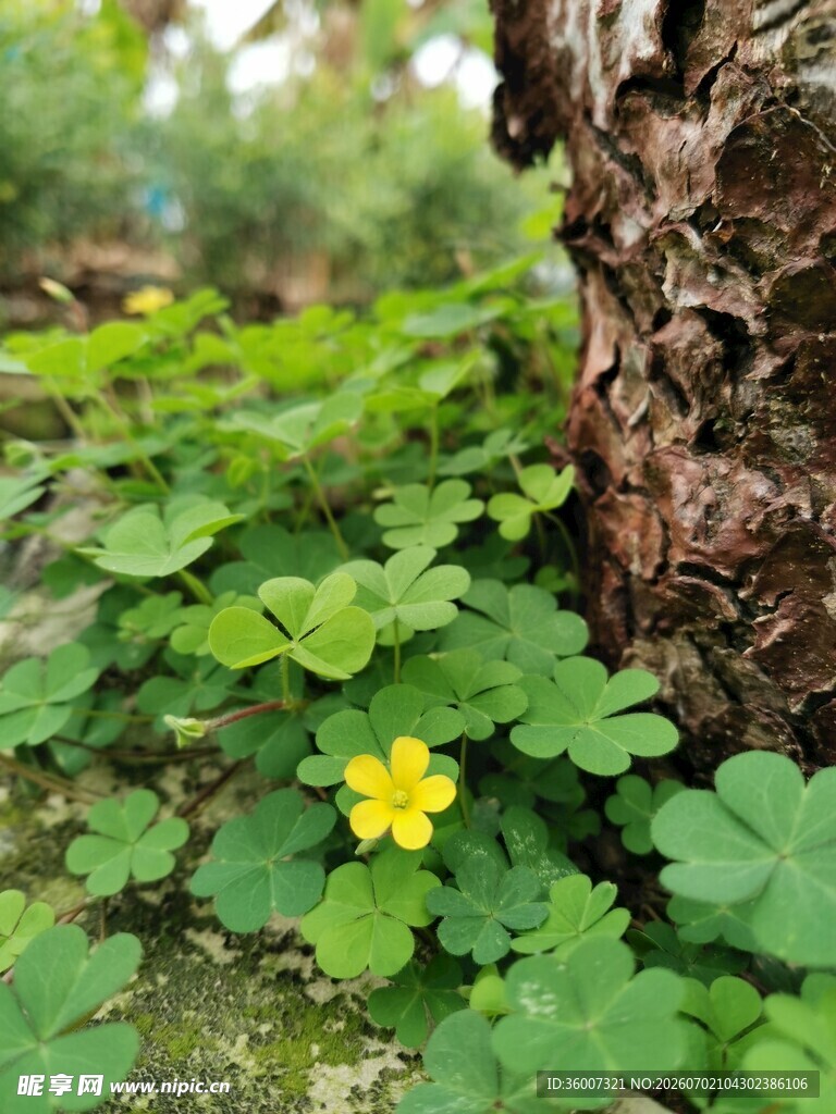 树下绽放的黄色小花