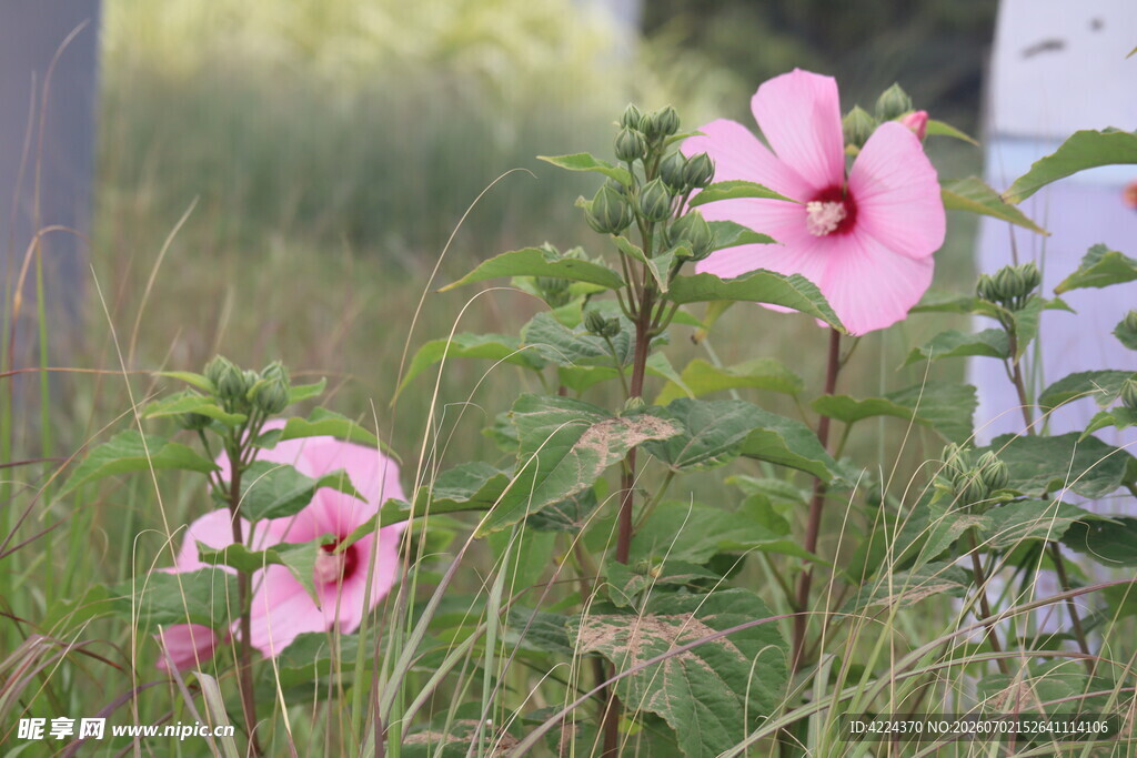 芙蓉葵