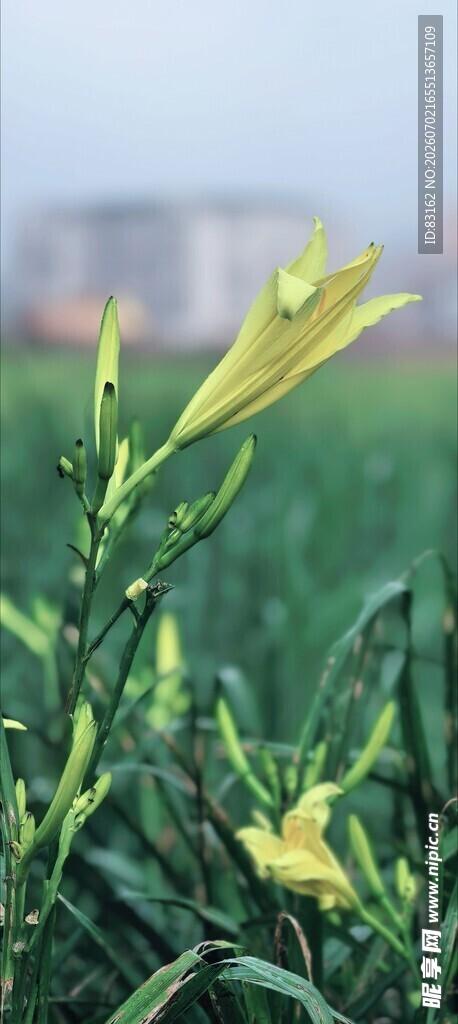 田野中的黄色绽放花朵