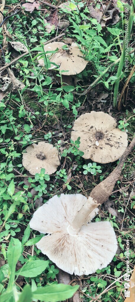 草地上的蘑菇群