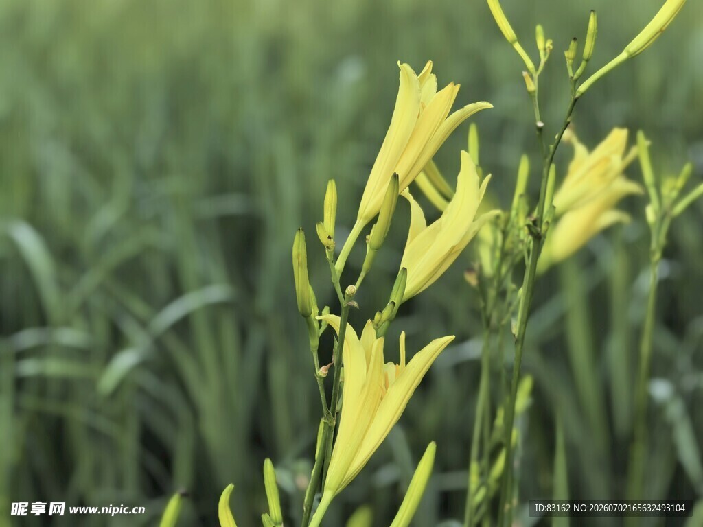 田野中的黄色绽放花朵