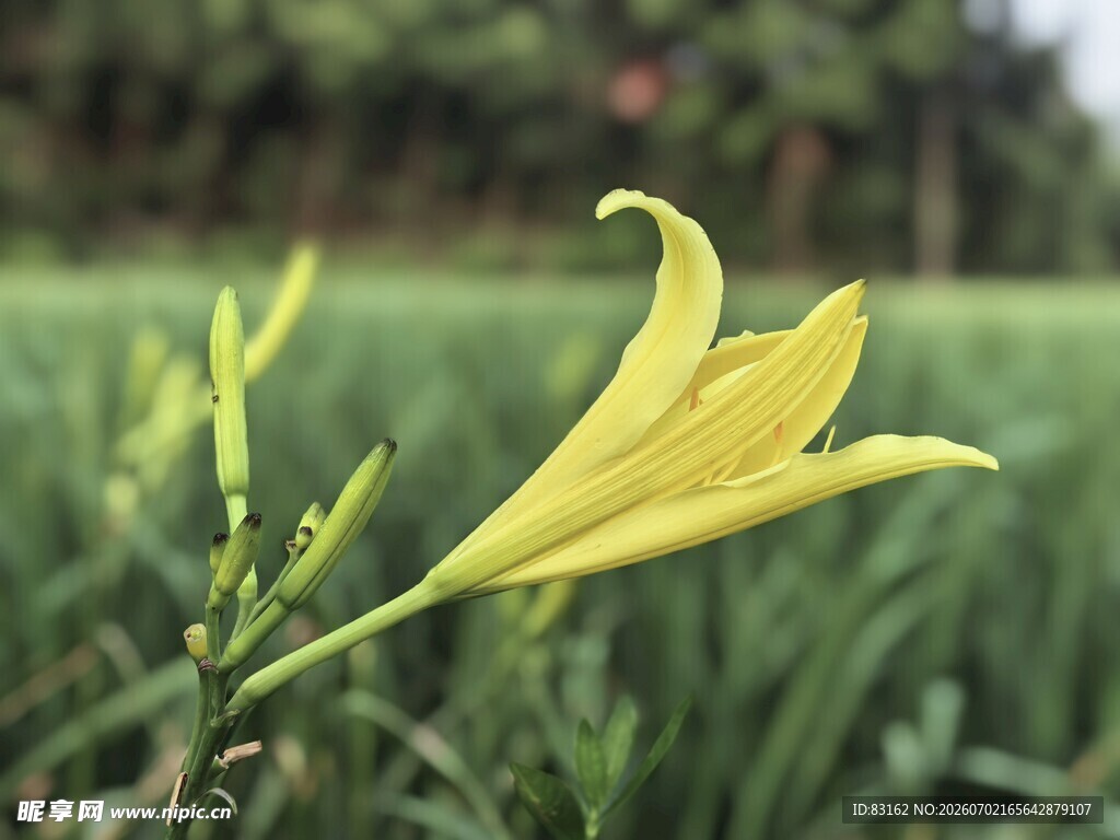 黄色萱草花特写