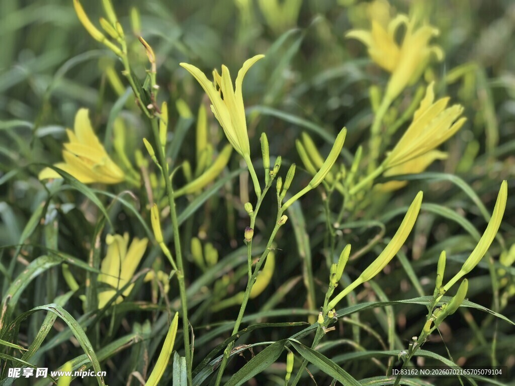 黄色萱草绽放绿意间