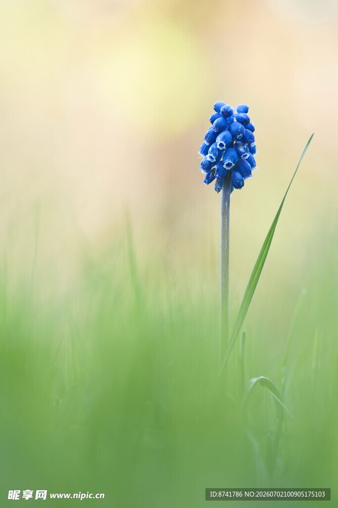 蓝铃花绽放于绿意之中