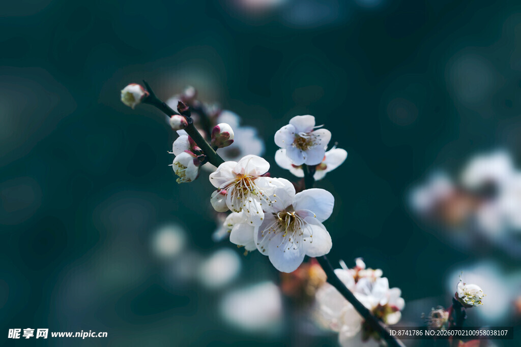 枝头绽放的素雅白梅花